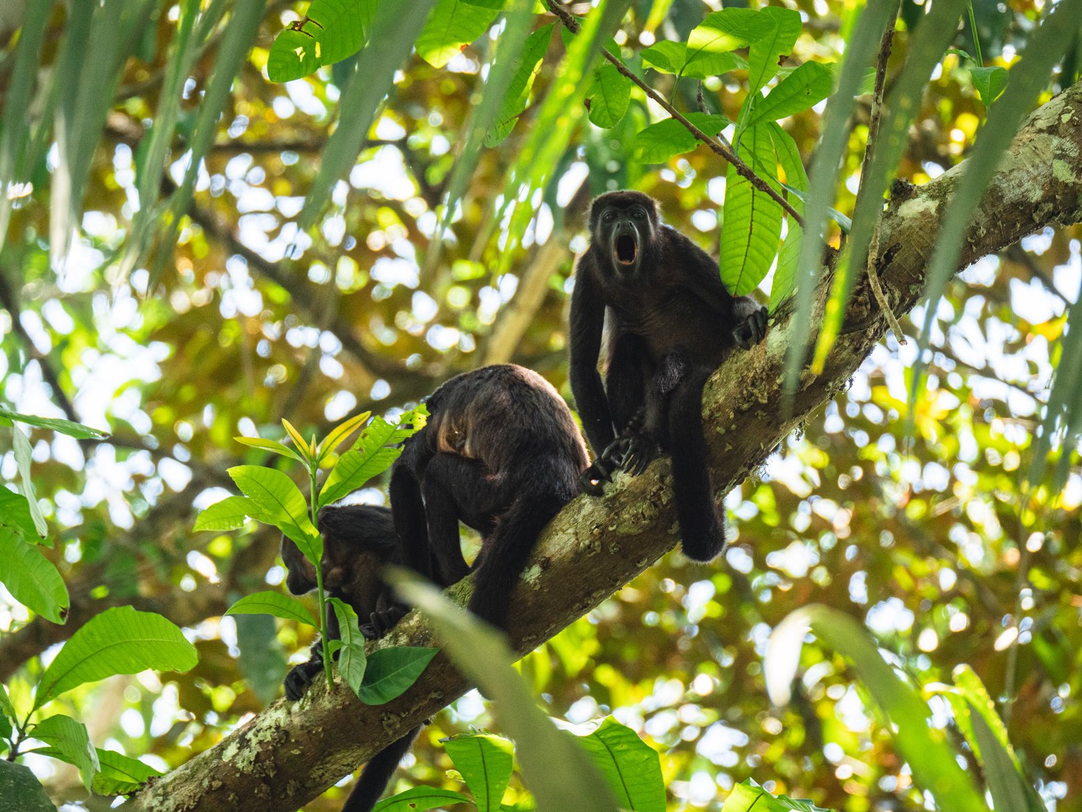 Howler Monkey Family